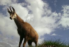 Journée Raquettes avec fondue Suisse en chalet privé