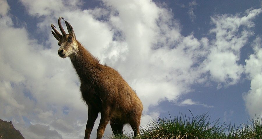 Journée Raquettes avec fondue Suisse en chalet privé_Morillon