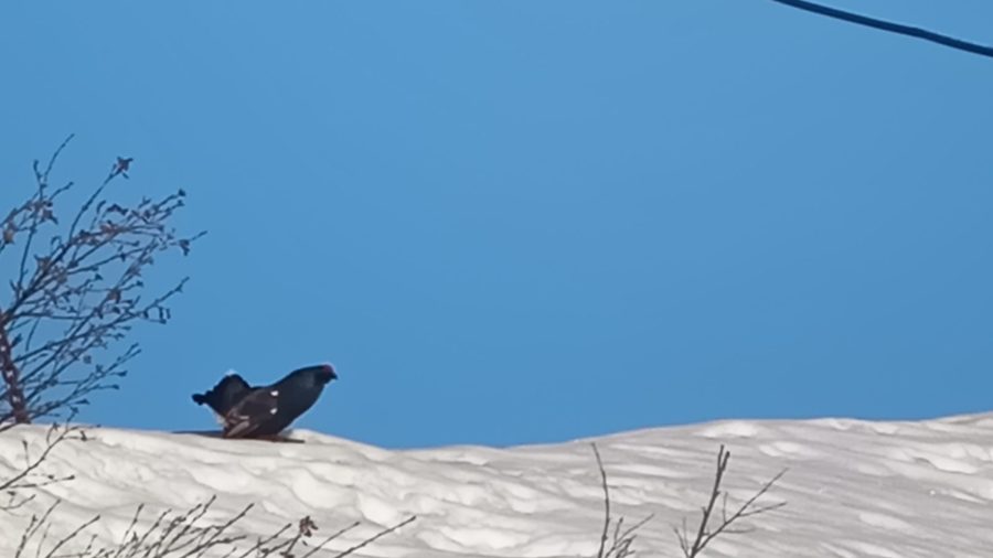 Randonnée accompagnée en raquettes : panorama et histoires de montagne_Sixt-Fer-à-Cheval