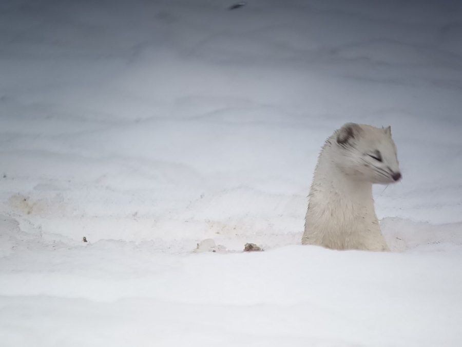 Randonnée accompagnée en raquettes : Observation de la faune en milieu forestier_Taninges