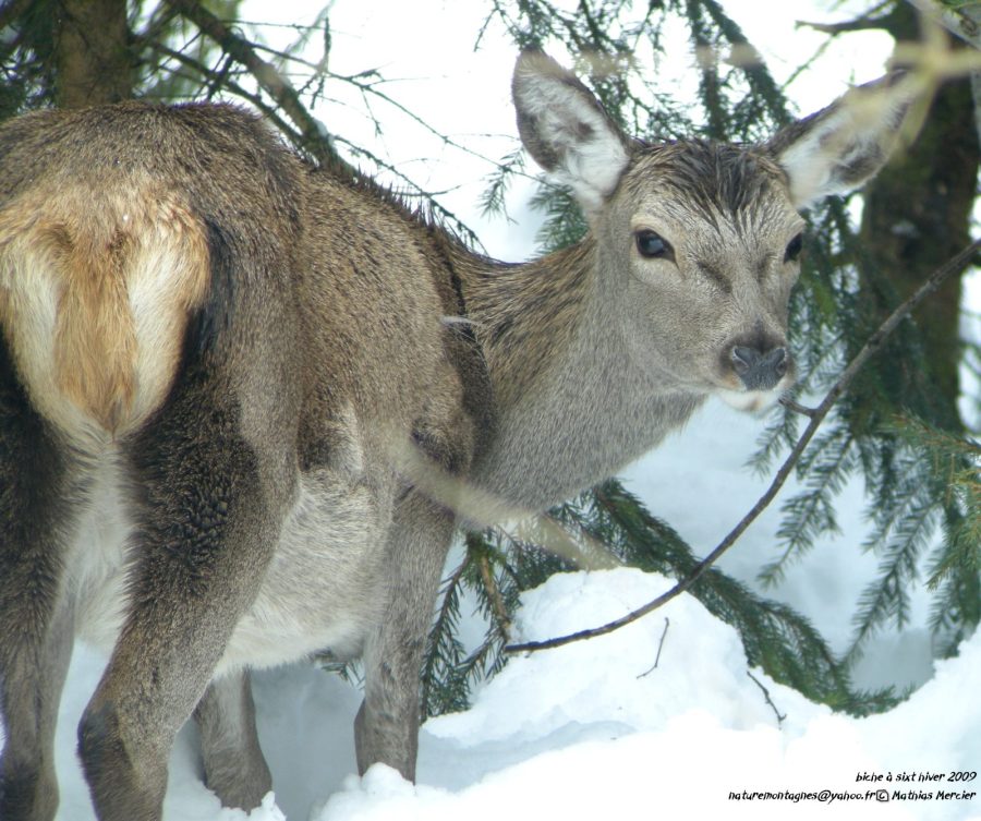Randonnée accompagnée en raquettes : Observation de la faune en milieu forestier_Taninges