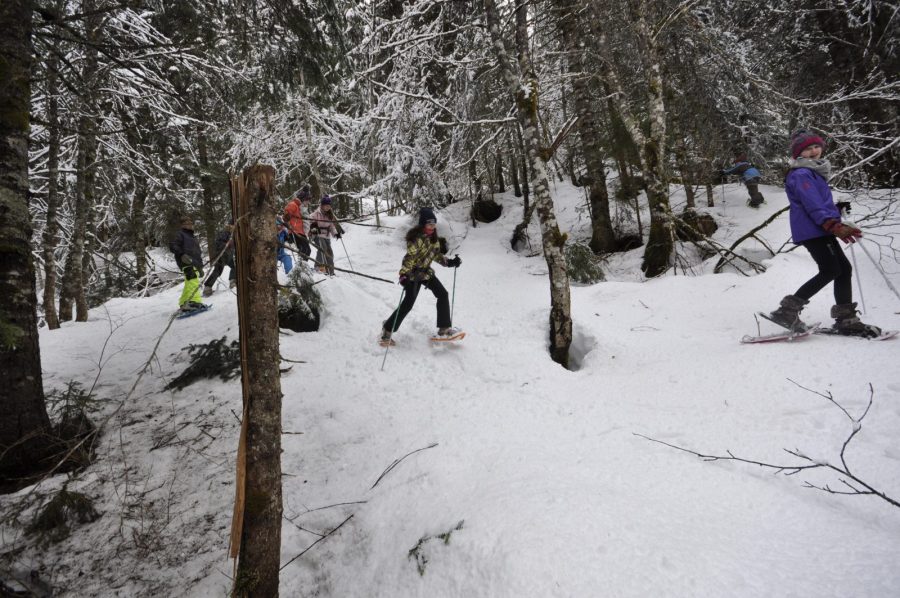 Randonnée accompagnée en raquettes : Observation de la faune en milieu forestier_Taninges