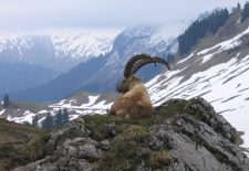 Randonnée en raquettes : Observation bouquetins et réserve naturelle
