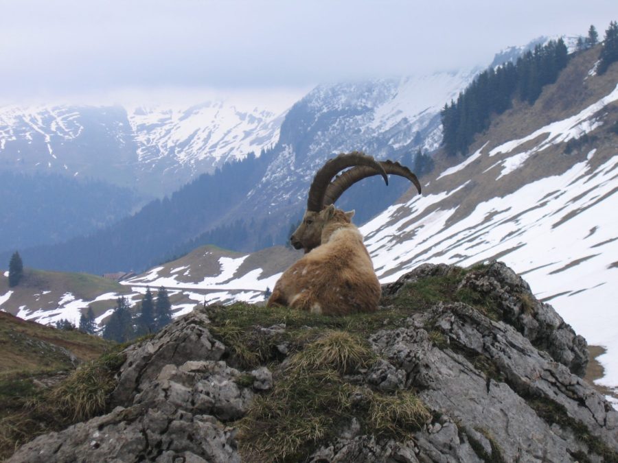 Randonnée en raquettes : Observation bouquetins et réserve naturelle_Sixt-Fer-à-Cheval