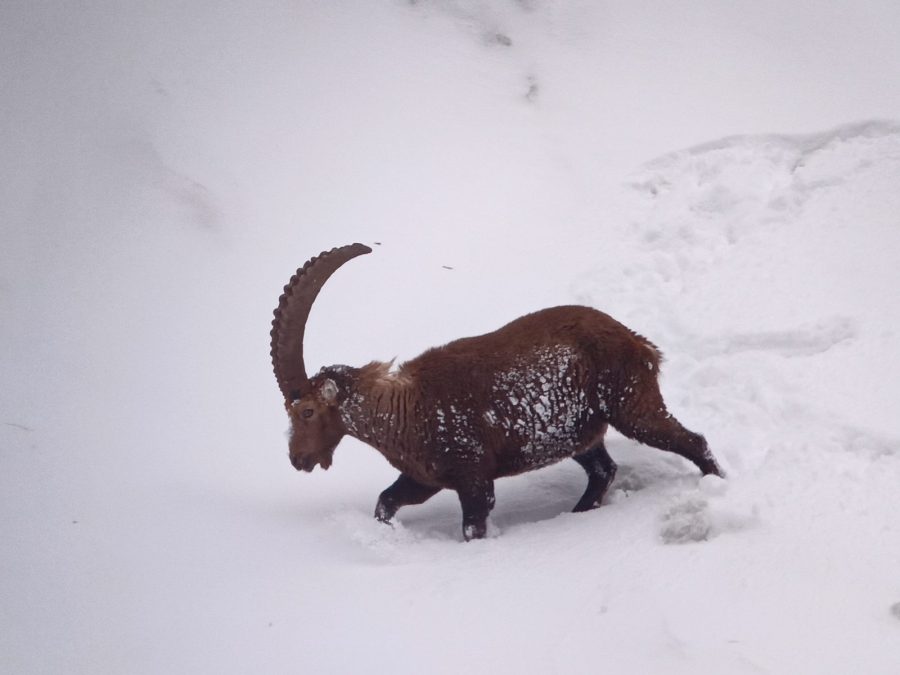 Randonnée en raquettes : Observation bouquetins et réserve naturelle_Sixt-Fer-à-Cheval