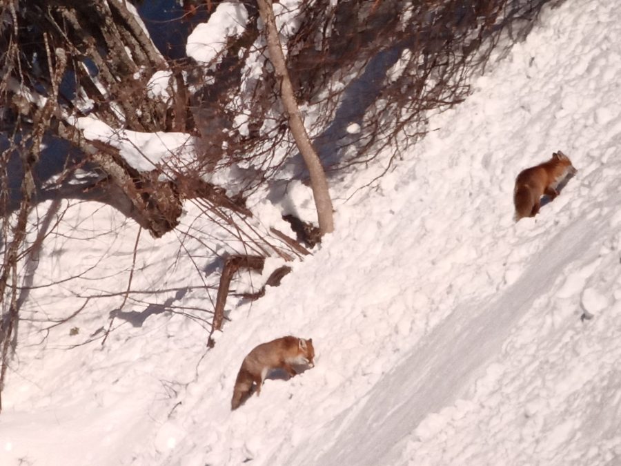 Randonnée accompagnée en raquettes : la vie en montagne_Sixt-Fer-à-Cheval