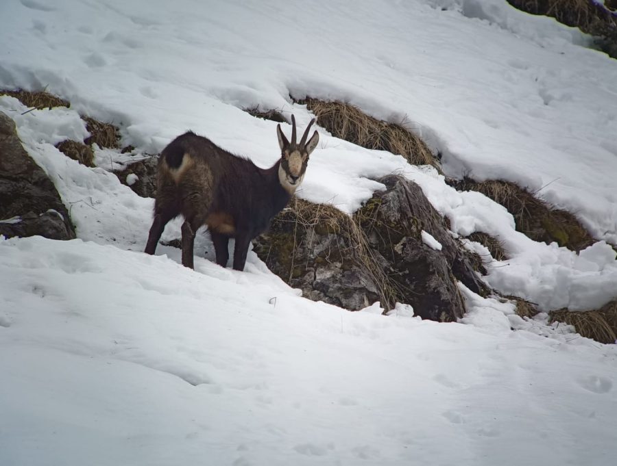 Randonnée accompagnée en raquettes : la vie en montagne_Sixt-Fer-à-Cheval
