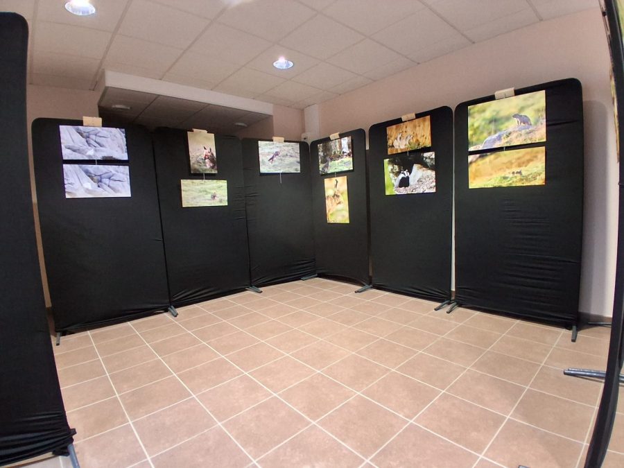 Exposition de photos animalières_Morillon