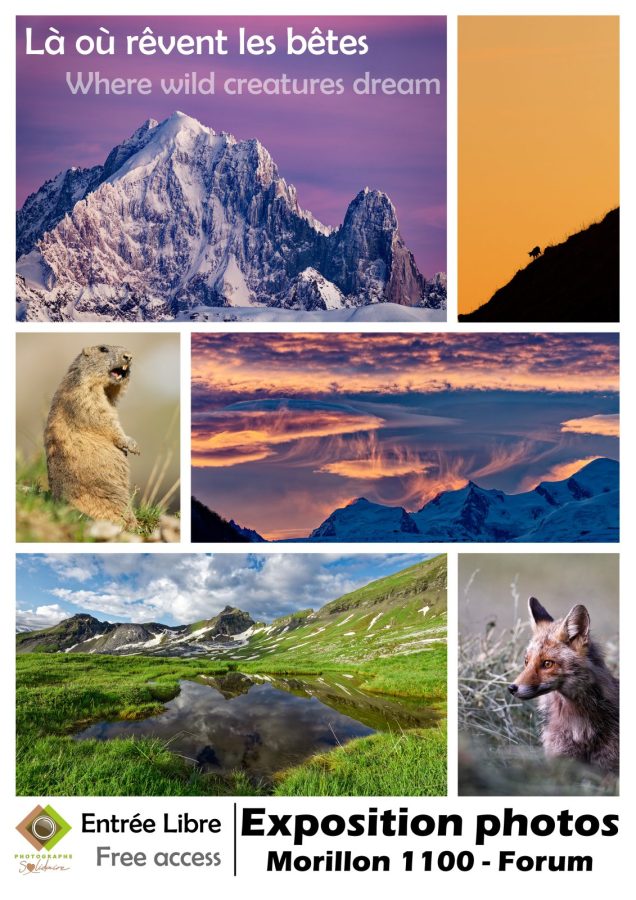 Exposition de photos animalières_Morillon