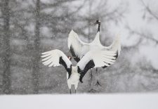 Exposition photo sur la faune sauvage japonaise