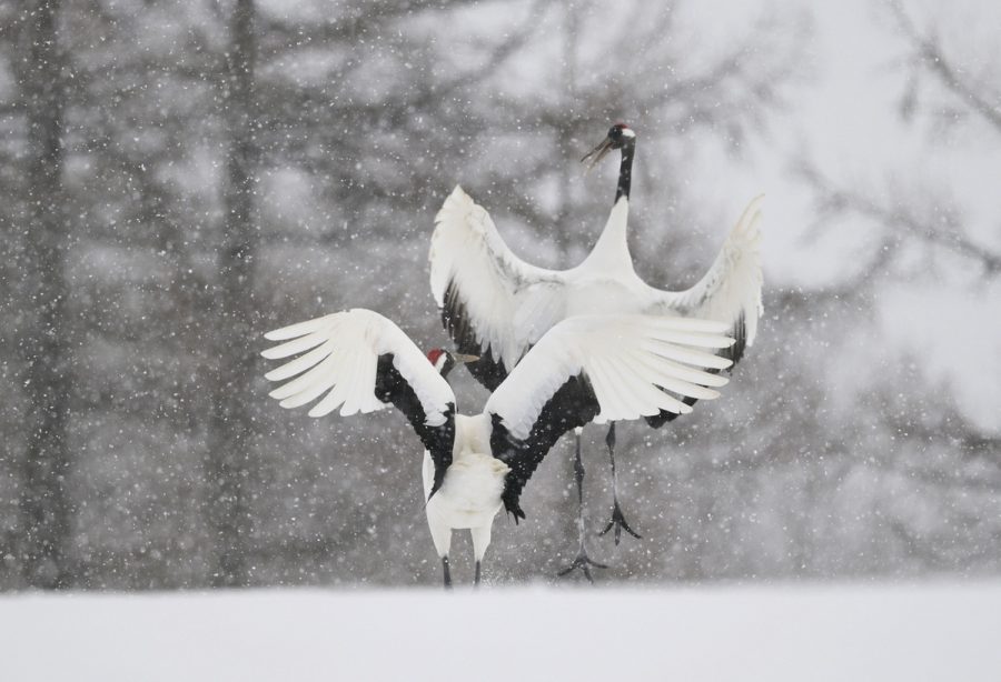Exposition photo sur la faune sauvage japonaise_Morillon