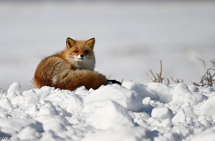Exposition photo sur la faune sauvage japonaise_Morillon