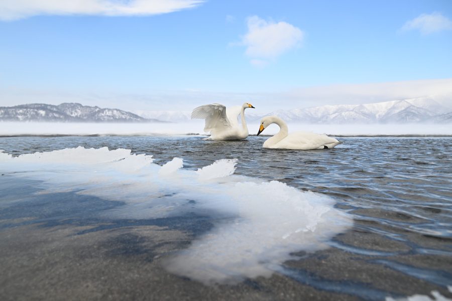 Exposition photo sur la faune sauvage japonaise_Morillon