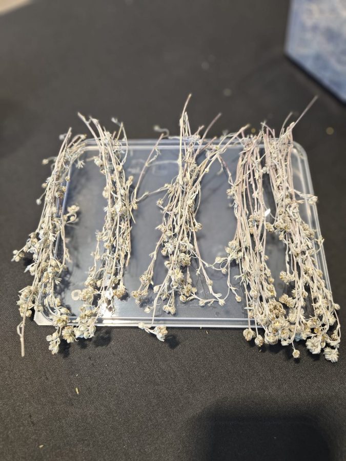 Atelier fabrication de Génépi_Taninges