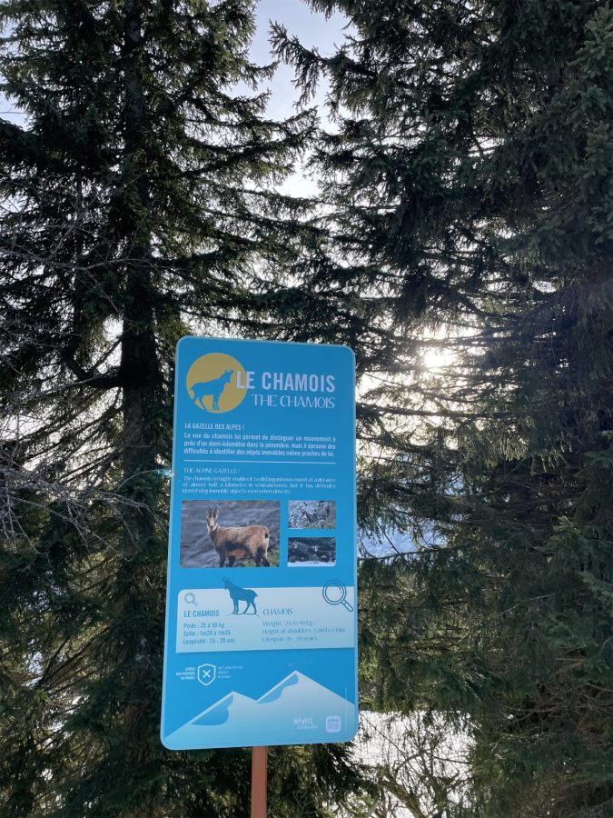 Marvel enchantée_Morillon