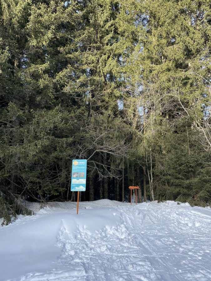 Marvel enchantée_Morillon