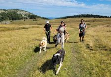 3 Journées découverte des chiens de traineaux