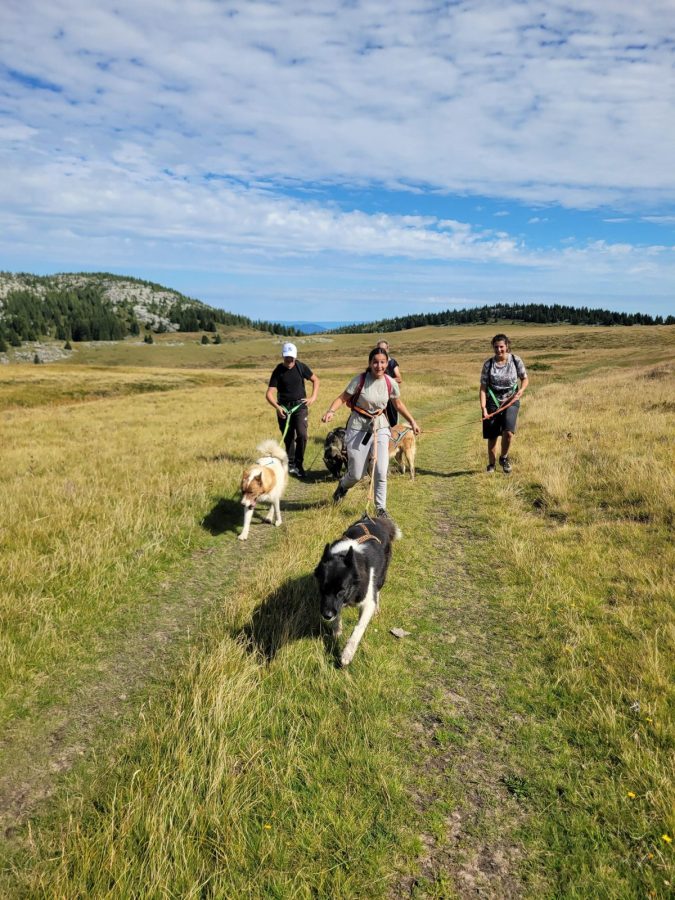 Cani balade enfant heureux