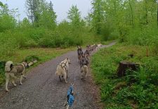 Cani Kart