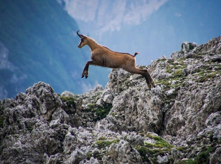 Randonnées pédestres avec guide, spéciales découverte_Samoëns