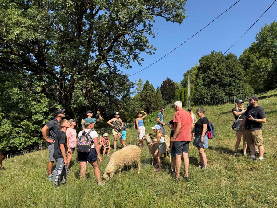 Visite au coeur du troupeau