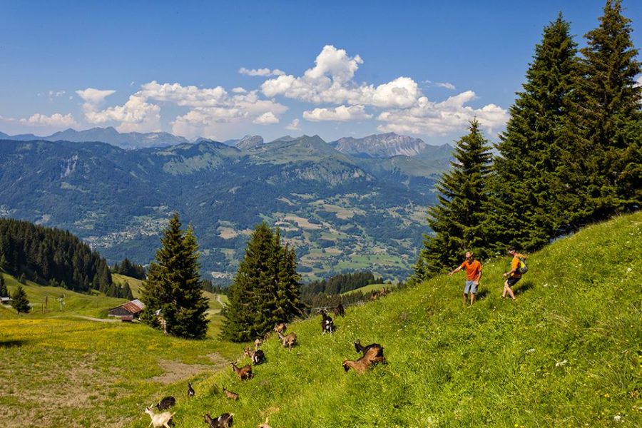 La montée du Sairon_Morillon