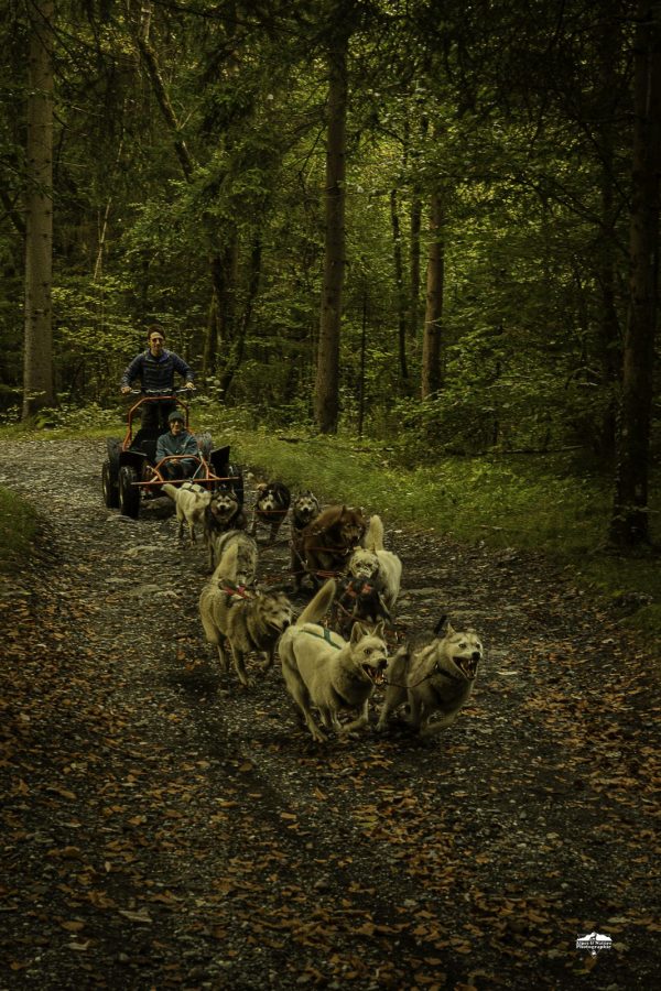 Cani  Kart