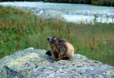 Randonnée accompagnée : Observation des animaux