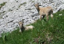 Randonnée accompagnée : Observation des animaux